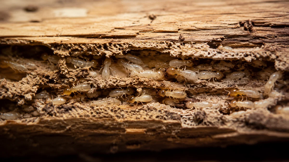 Herbal Termite Removal Treatment in Nagpur