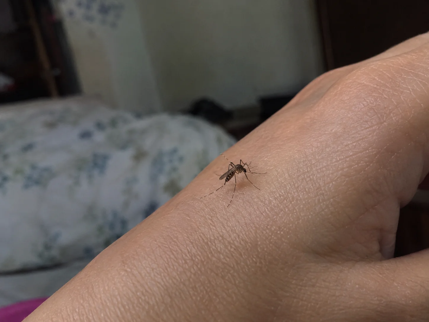Mosquito Control Services in Raipur — Herbal Pest Control Institute Raipur