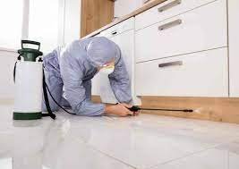 ants problem in house