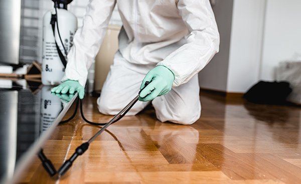 5 Best Budget-Friendly Pest Control Services