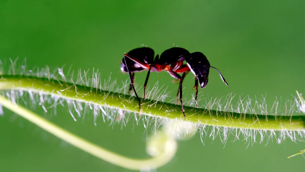 ant control process