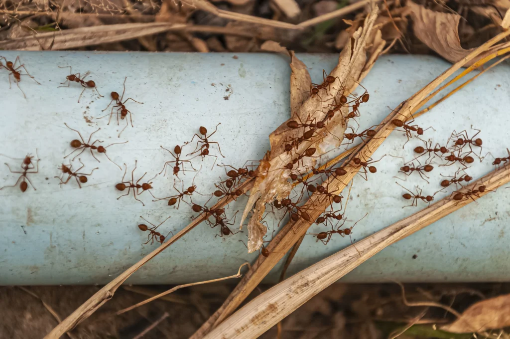 ant control services