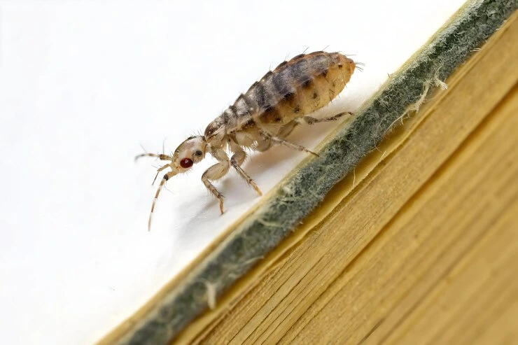 termite control service